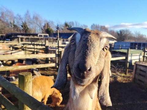 Wisbech goat